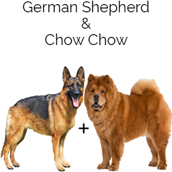 Chow Shepherd Dog
